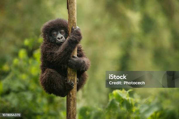 Wild Mountain Gorilla In The Nature Habitat Stock Photo - Download Image Now - Gorilla, Rwanda, Uganda