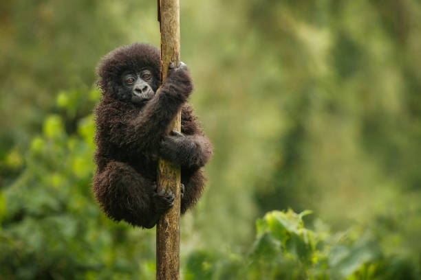 wild mountain gorilla in the nature habitat. - uganda imagens e fotografias de stock