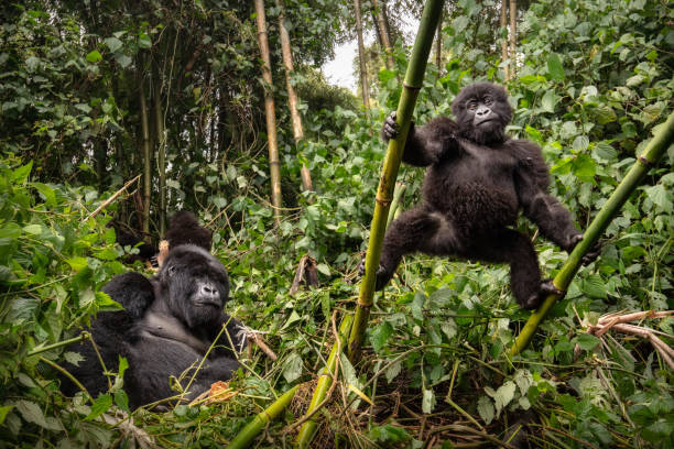 dziki goryl górski w środowisku przyrody. - virunga national park zdjęcia i obrazy z banku zdjęć