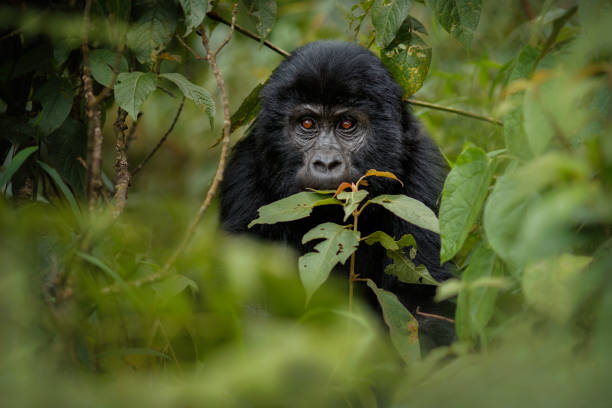 자연 서식 지에서의 야생 산 고릴라 - virunga national park 뉴스 사진 이미지