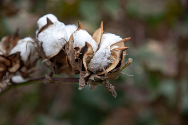 istock Open boxes of ripe cotton plants on a blurred background. 1078062818
