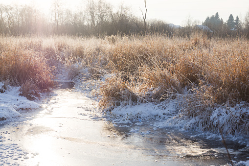 Winter landscape. Frozen river and high dry grass on a Sunny day