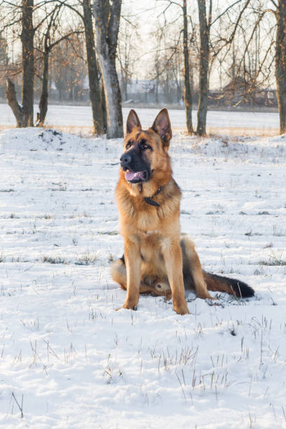 istock Dog german shepherd in a park in a winter day 1078069050