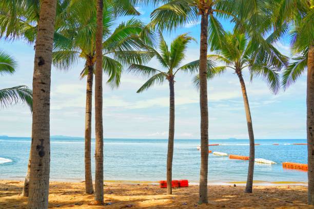 Coconut palm trees view and blue sky on the beach at Pattaya, Thailand. stock photo