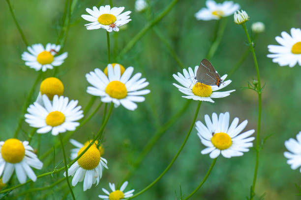 istock butterfly on white flower green background 1078073674