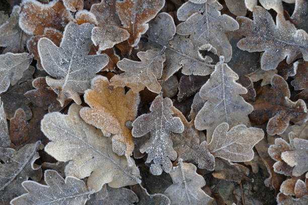 istock iegende oak leaves 1078076486
