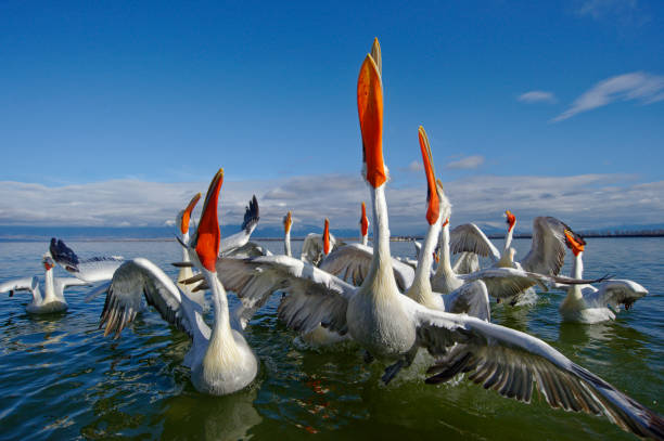 istock Dalmatian pelicans in the Kerkini lake 1078077142