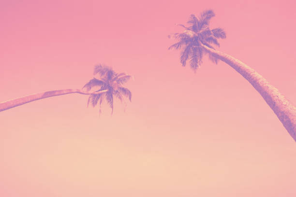 Trendy color toned two long tropical palm trees hang over the ocean beach
