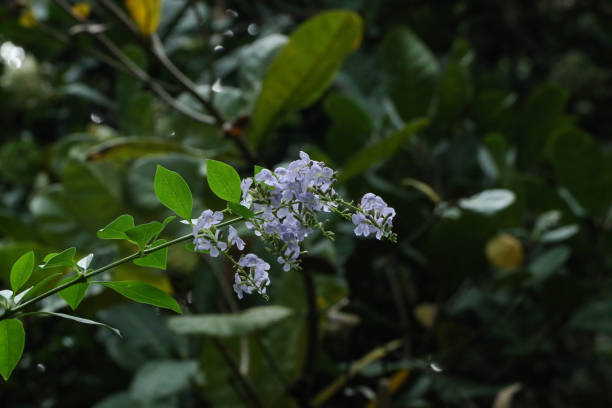 istock Golden Dewdrop at garden 1078081596