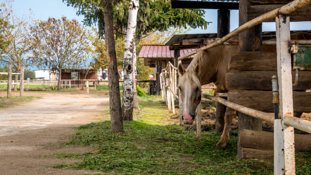 istock Horse looking directly at the snap... 1078082056