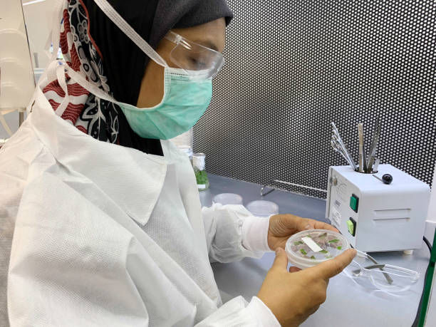 istock Asian Muslim scientist inspects plant sample in a laboratory 1078087502