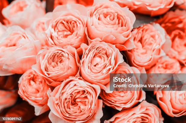 Bellissimi Fiori Di Corallo Viventi - Fotografie stock e altre immagini di Fiore - Fiore, Pesca - Frutta, Rosa - Colore