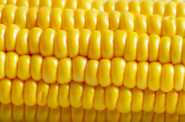 istock Ripe fresh organic sweet corncob closeup background 1078090142