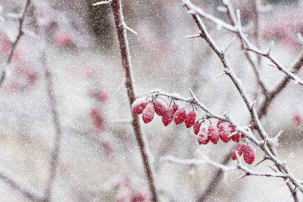Berries of barberry. Barberry on the branch. Barberry in frost on branches. Berries of barberry. Barberry on the branch. Barberry in frost on branches. Winter background. april showers may flowers stock pictures, royalty-free photos & images