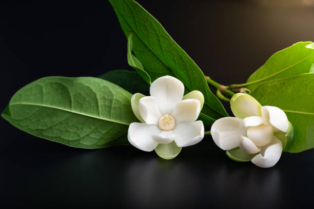 istock White magnolia flower and green leaf on isolated black background. 1078095236