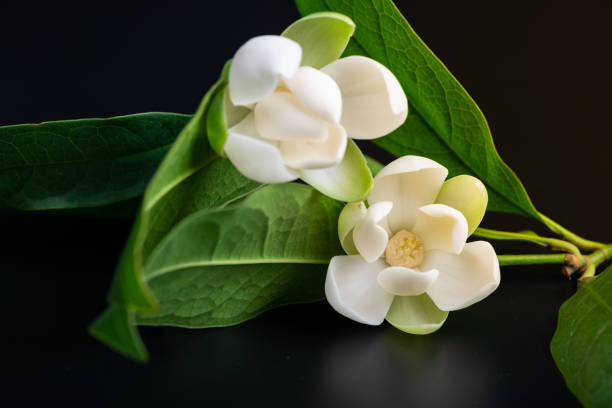 istock White magnolia flower and green leaf on isolated black background. 1078095238