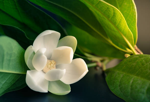 istock White magnolia flower and green leaf on isolated black background. 1078095272