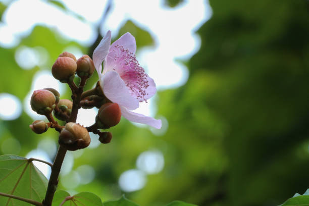 istock Bixa Orellana at garden 1078097048