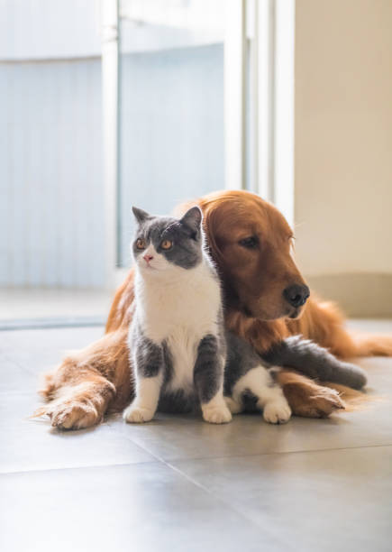 istock Golden Hound and British short-haired cat 1078098672