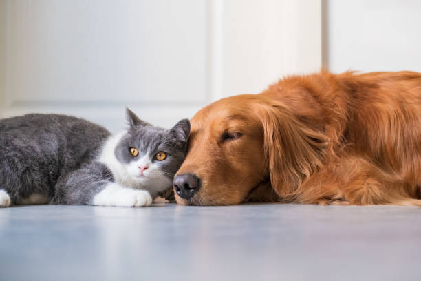 istock Golden Hound and British short-haired cat 1078098698