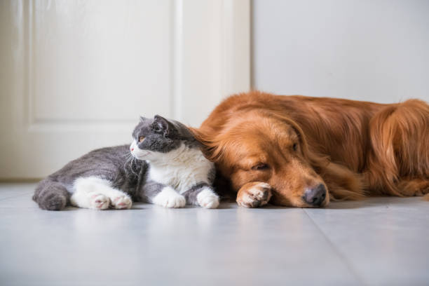 istock Golden Hound and British short-haired cat 1078098710