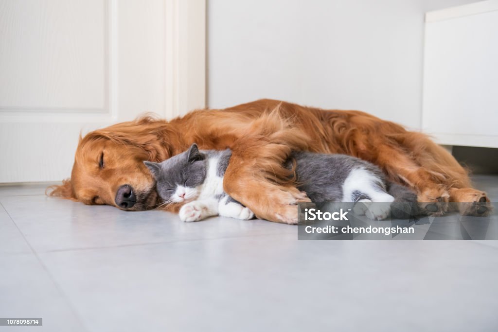Golden Hound and British short-haired cat Domestic Cat Stock Photo