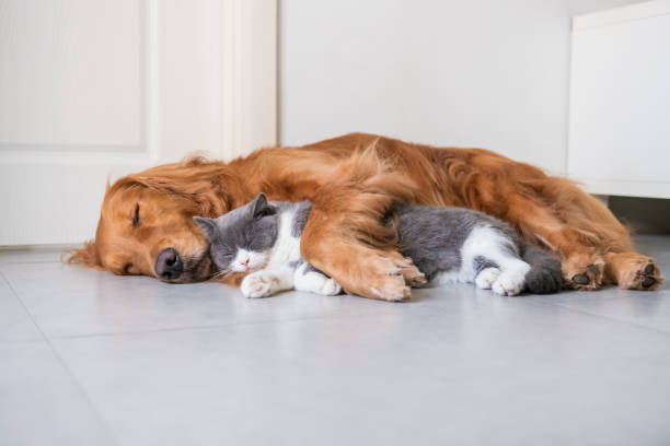 Golden Hound and British short-haired cat Golden Hound and British short-haired cat mischief photos stock pictures, royalty-free photos & images