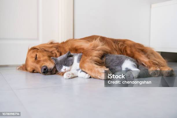 Foto de Ouro Gato Curtohaired Hound E Britânicos e mais fotos de stock de Gato doméstico - Gato doméstico, Dormindo, Animal de estimação