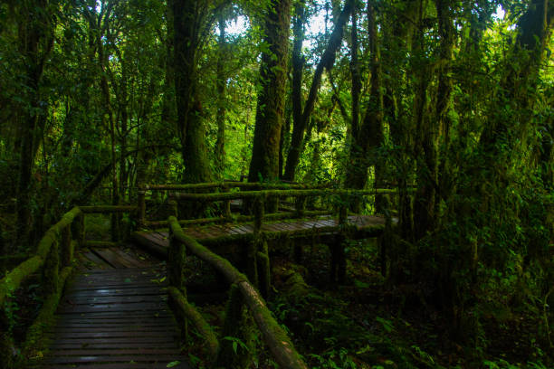istock Doi Inthanon National Park in Thailand 1078099246