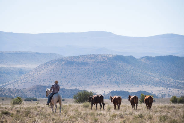 istock Cowboy on horseback herding some cattle 1078102382