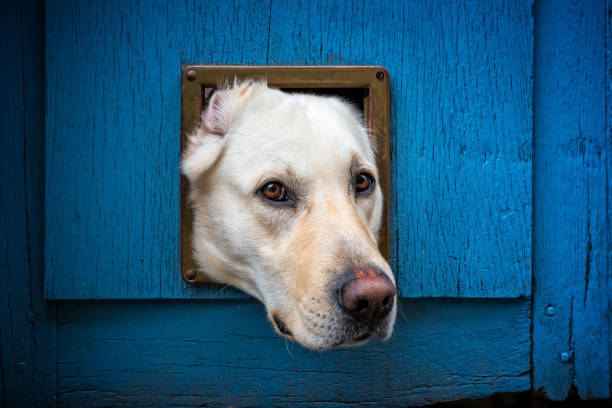 istock Head of Labrador sticking through cat flap 1078102462