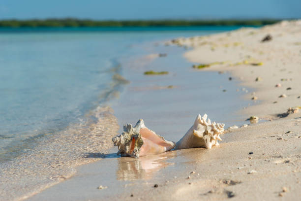 Seashells collection on white background.Beach Objects Series.Beach Arrangement.Exotic colored seashells on white background.Colorful seashells background.