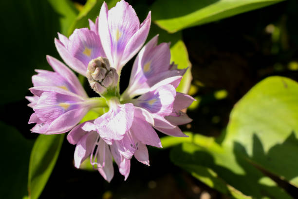 Water Hyacinth at garden