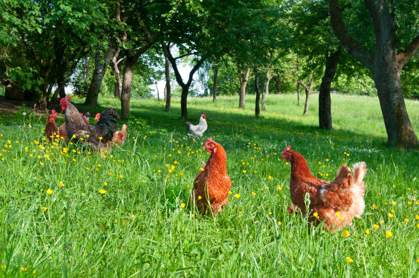 istock Lucky Chicken - Free Range Chicken on organic Farm 1078103712