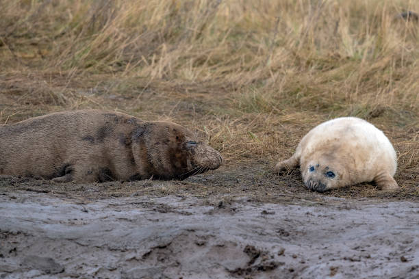 istock grey seal puppy while relaxing on the beach in Great Britain 1078105116