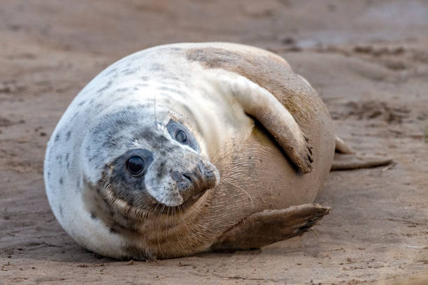 istock grey seal puppy while relaxing on the beach in Great Britain 1078105124