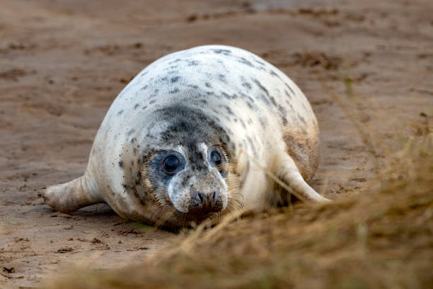 istock grey seal puppy while relaxing on the beach in Great Britain 1078105134
