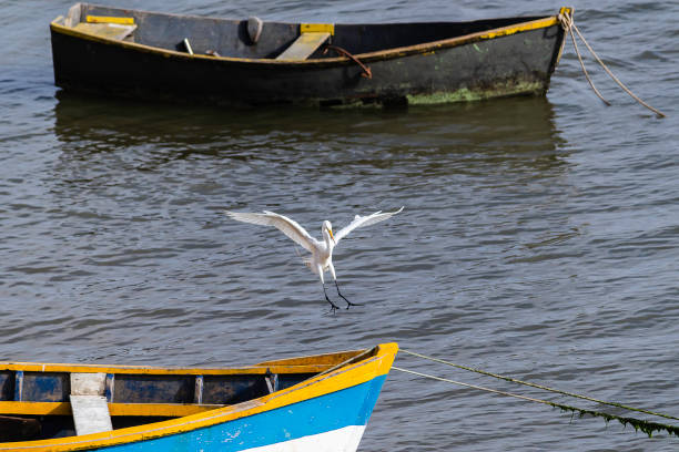 istock White heron landing and flying in a small boat 1078105922