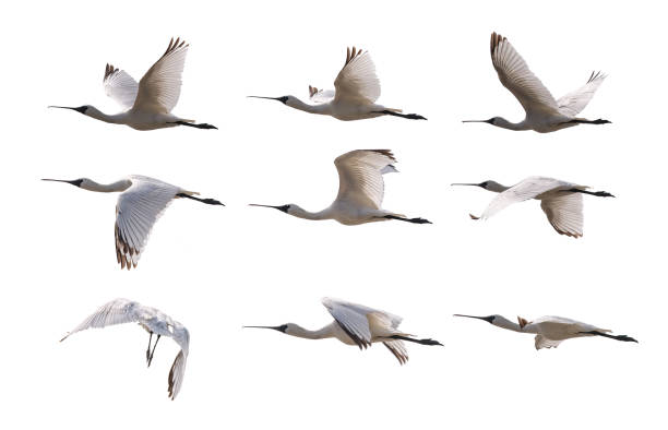 istock Black-faced Spoonbill collection isolated on white background 1078106502