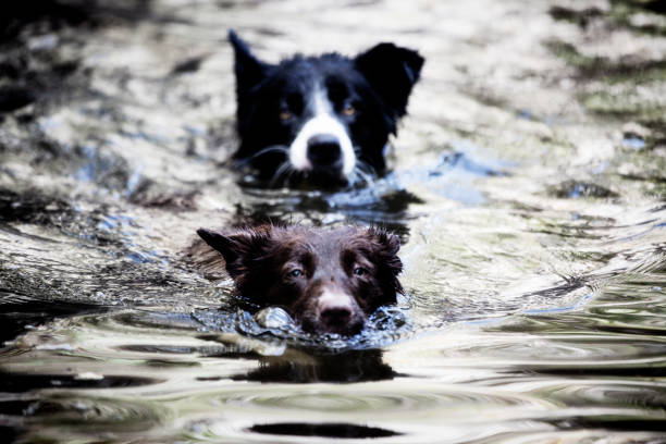 istock Border Collie dogs swim 1078111290