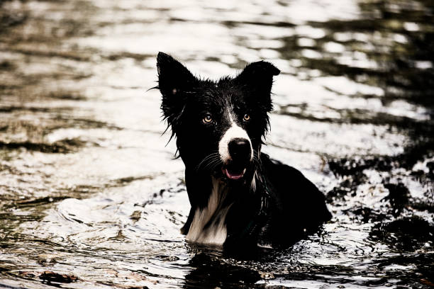 istock Border Collie dog plays in the water 1078111698