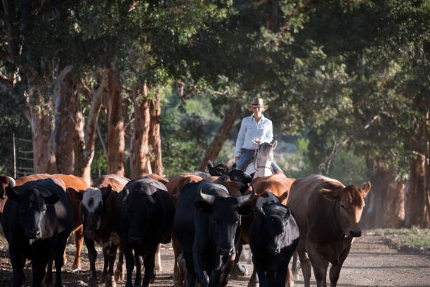 istock Cowgirl on horseback herding the cattle 1078112430