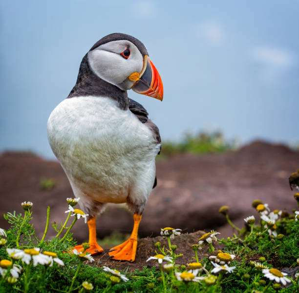 Close up of single Puffin Taken on Skomer Island puffin photos stock pictures, royalty-free photos & images