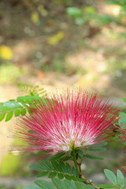 istock Pink red powder puff at garden 1078114004