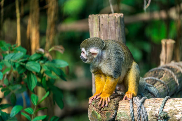 istock Squirrel monkey relaxing on a wooden bar 1078114872