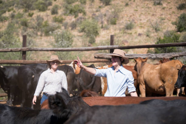 istock Female cattle rancher counting her cattle 1078120764