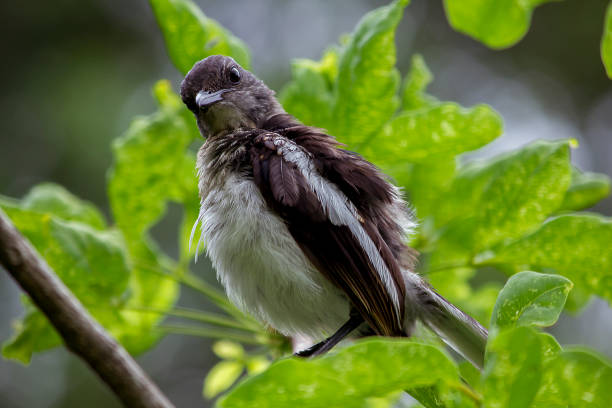istock Copsychus saularis on the branches in nature 1078122054