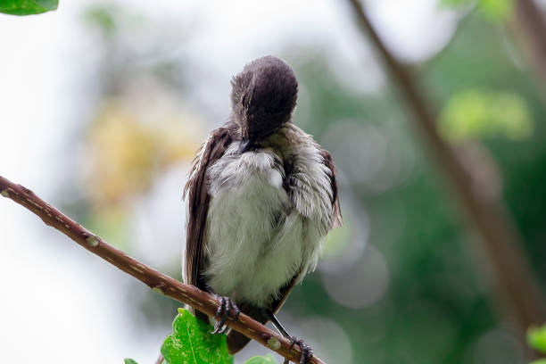 istock Copsychus saularis on the branches in nature 1078122272