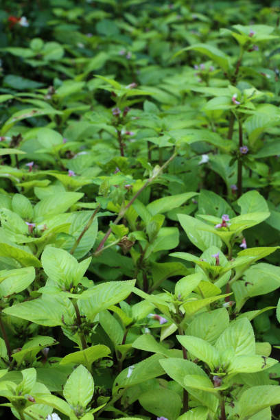 istock Limnophila rugosa at garden 1078131108