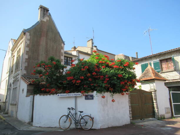 coin de la rue saint-georges-de-didonne - bicycle ornamental garden flower formal garden photos et images de collection